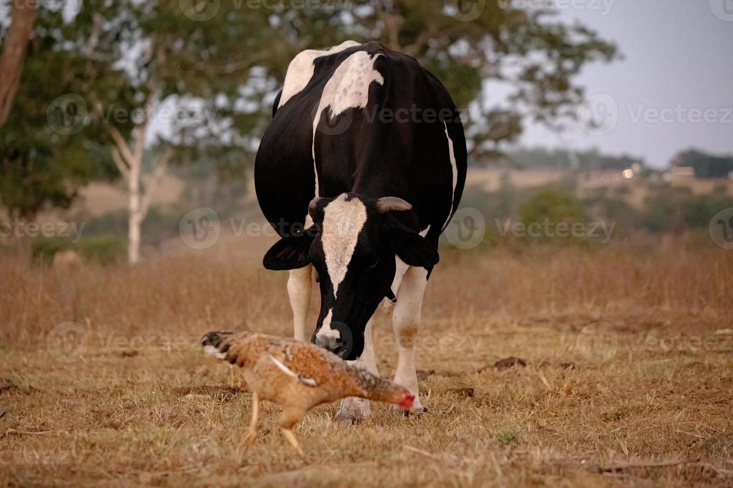 mucca adulta in una fattoria foto