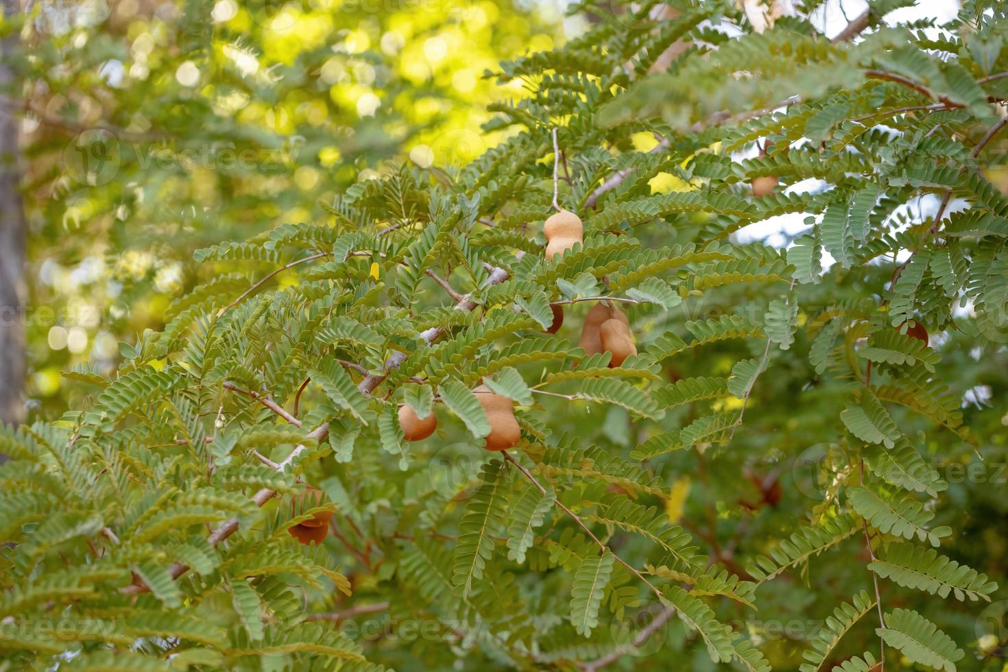 foglie di un albero di tomarindo con alcuni frutti foto