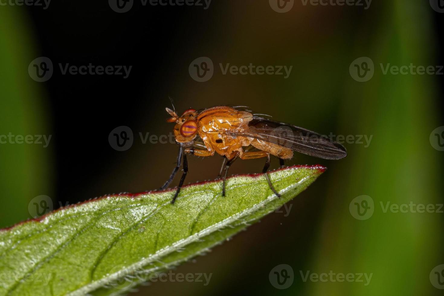 mosca lauxanide adulta foto