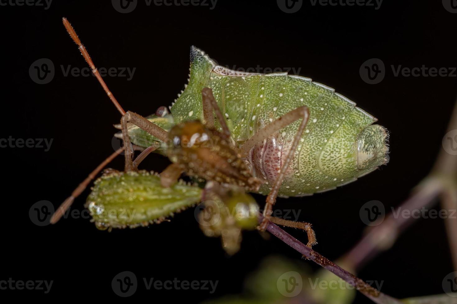 cimice del ventre verde adulto foto