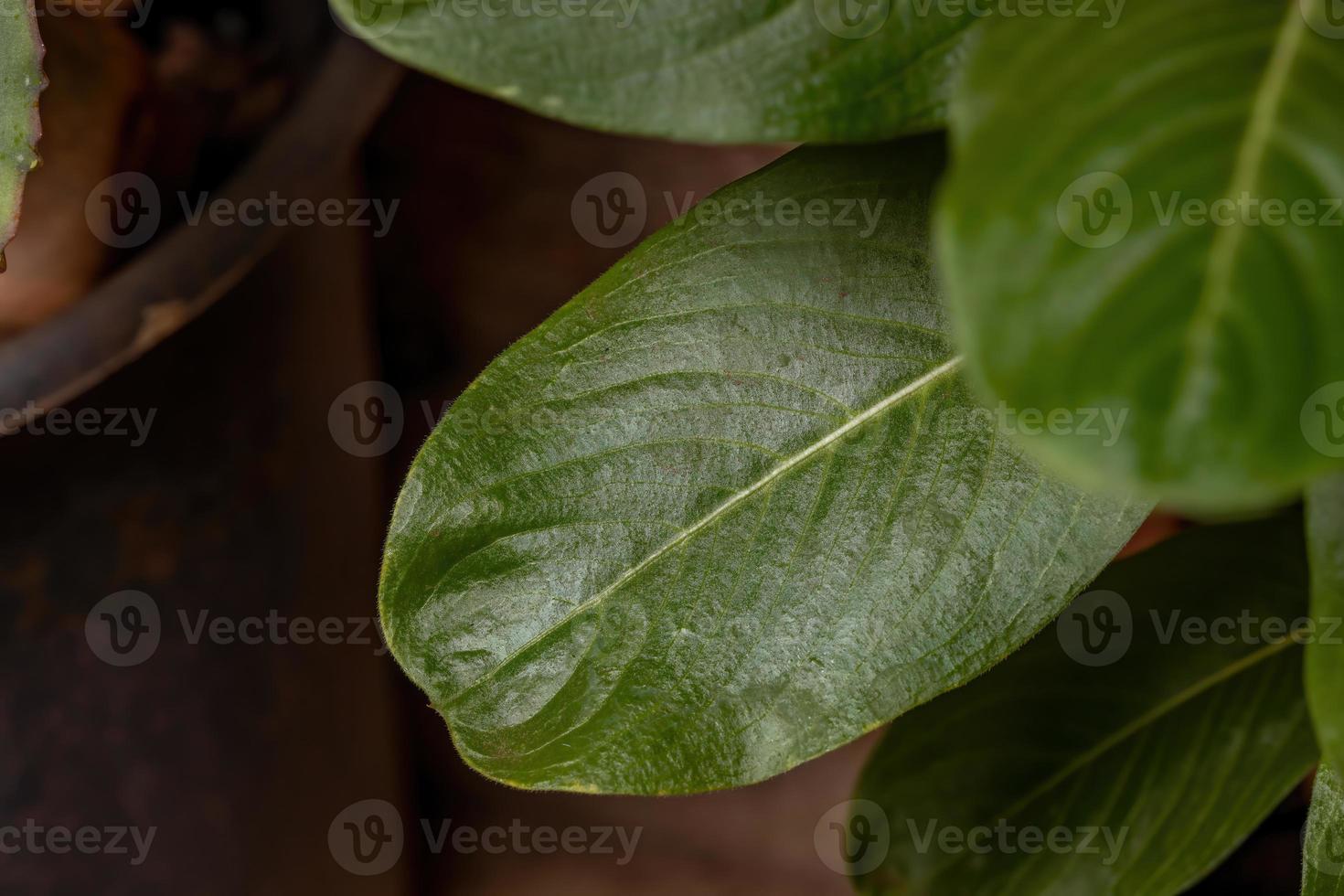 pianta di pervinca del madagascar foto