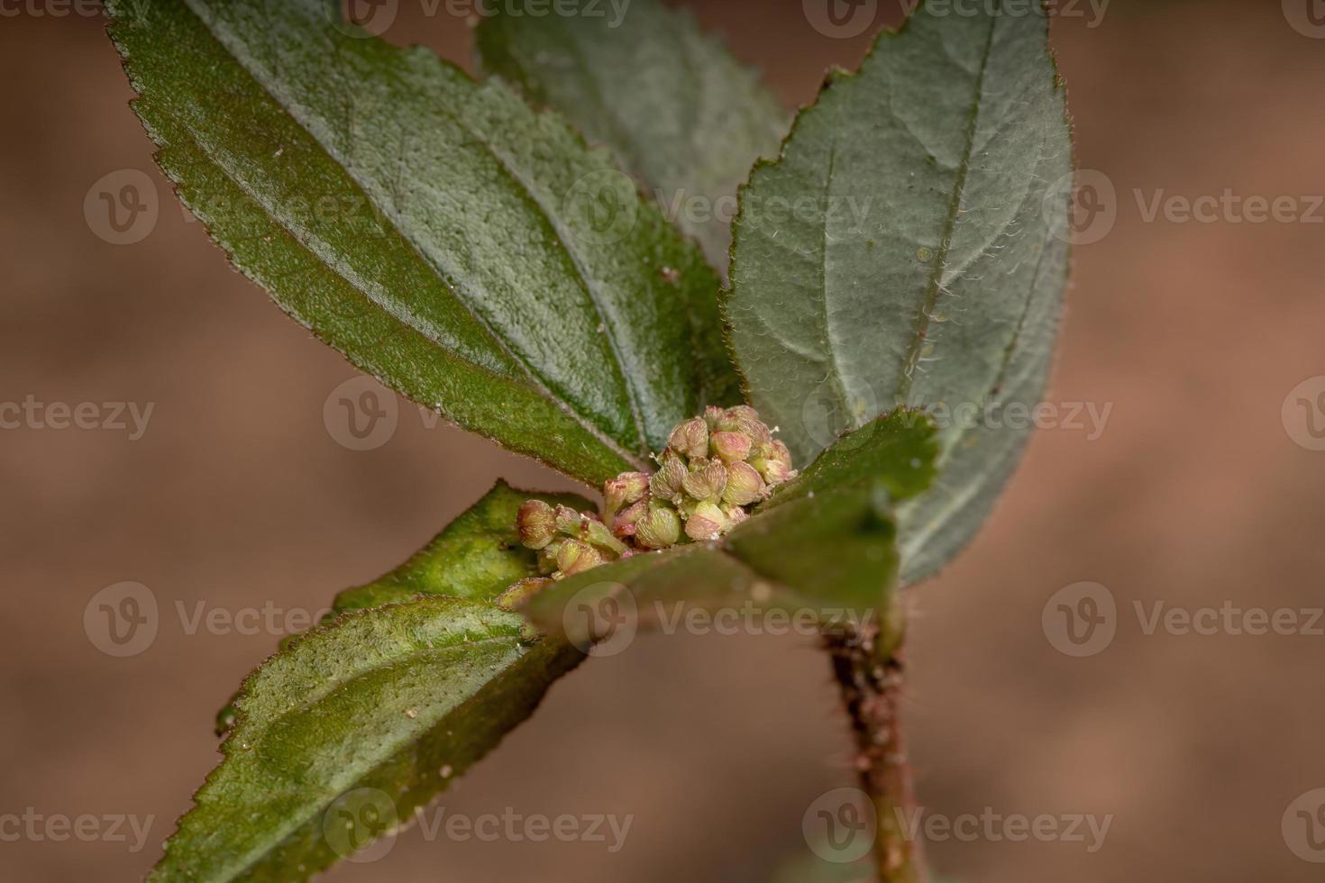 fiore di una pianta per l'asma foto