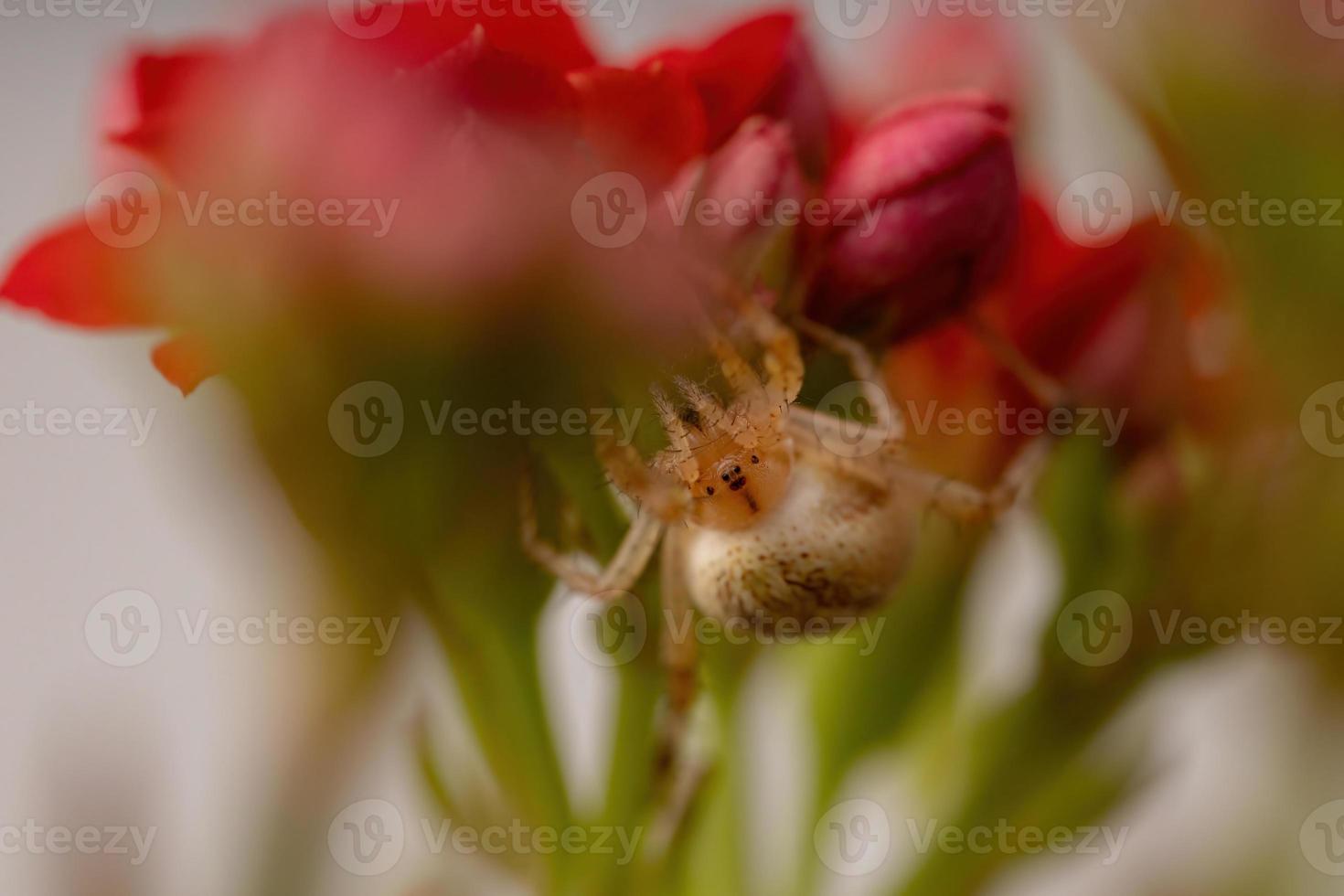 erba neoscona ragno foto