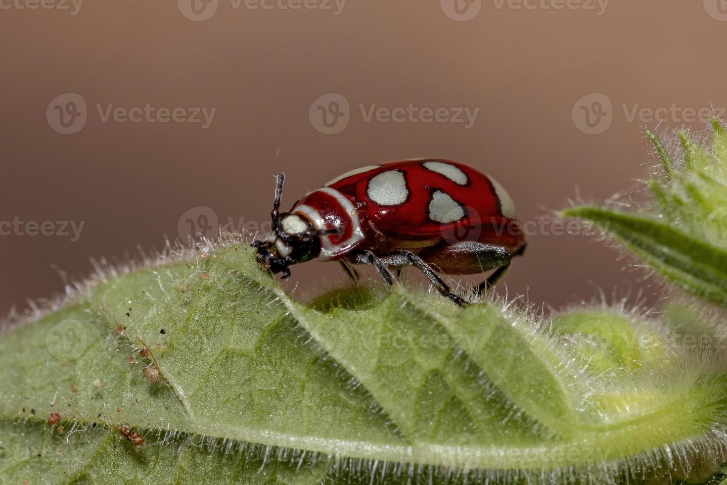 scarabeo delle pulci adulto foto