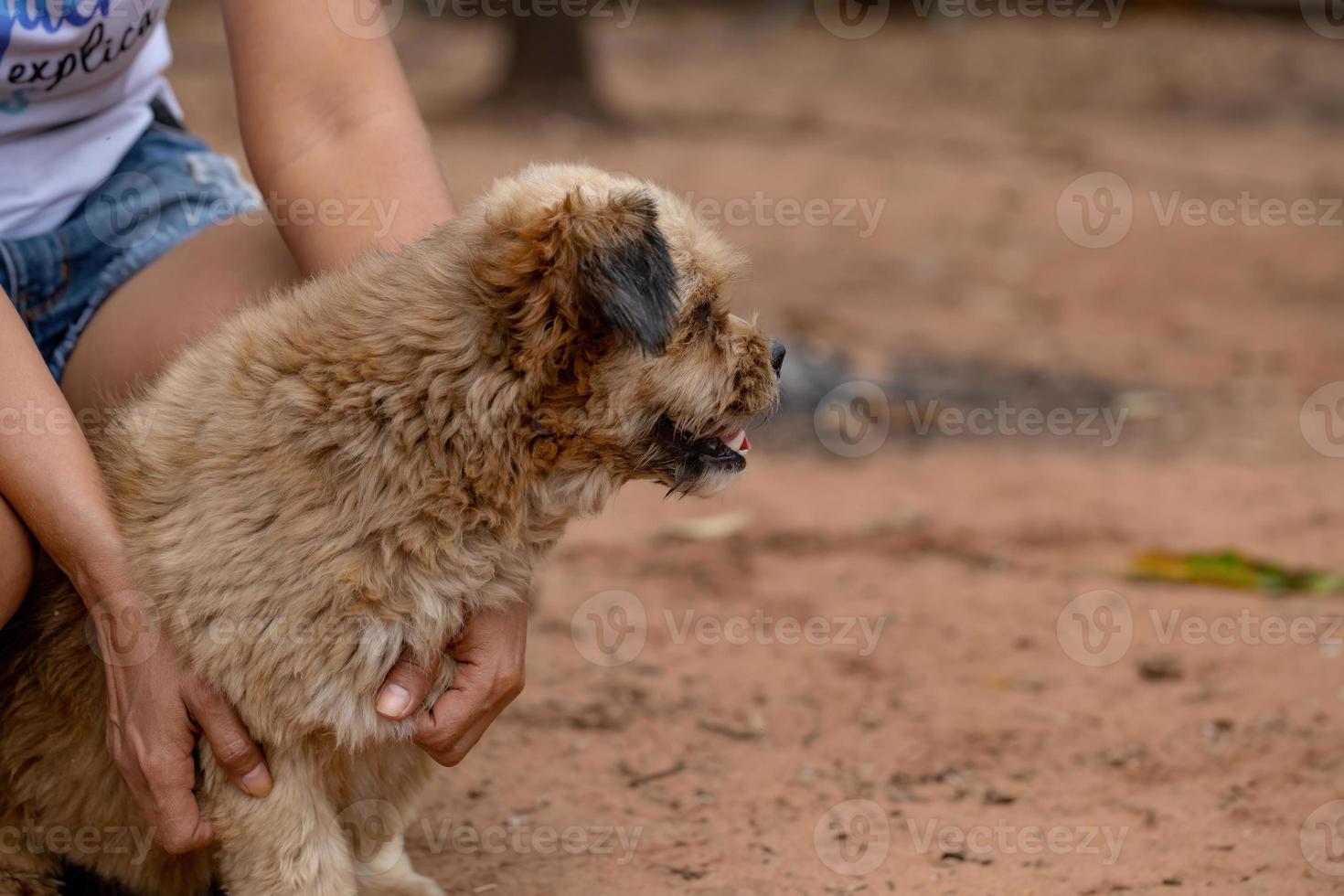 cane domestico in una fattoria foto