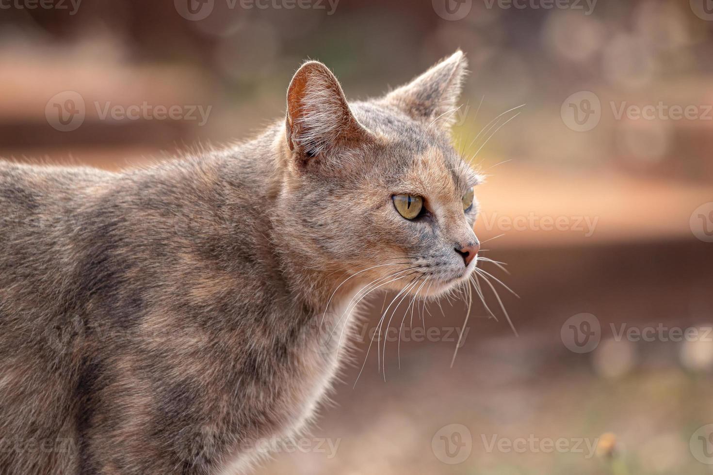 faccia di gatto domestico foto