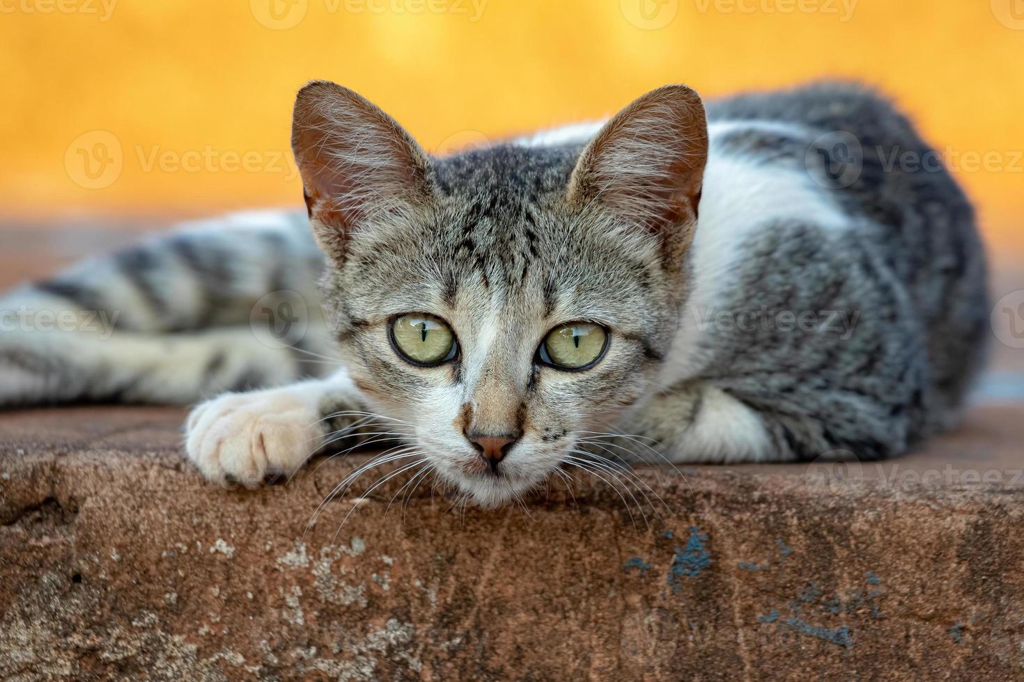 gatto domestico selvatico foto