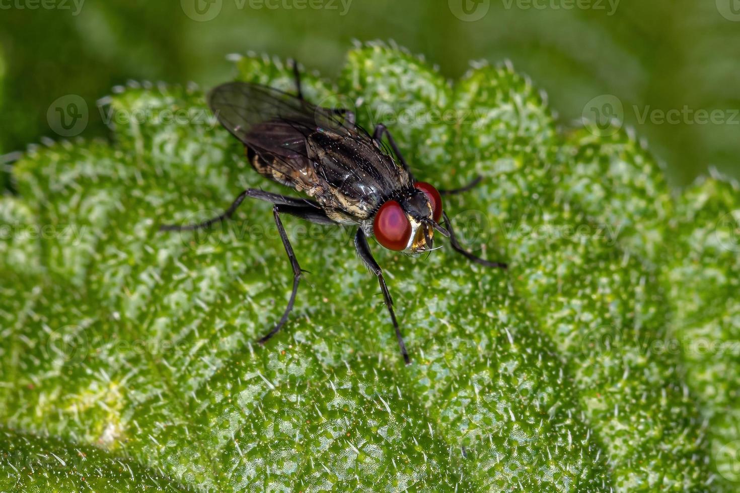 mosca brachicera adulta foto