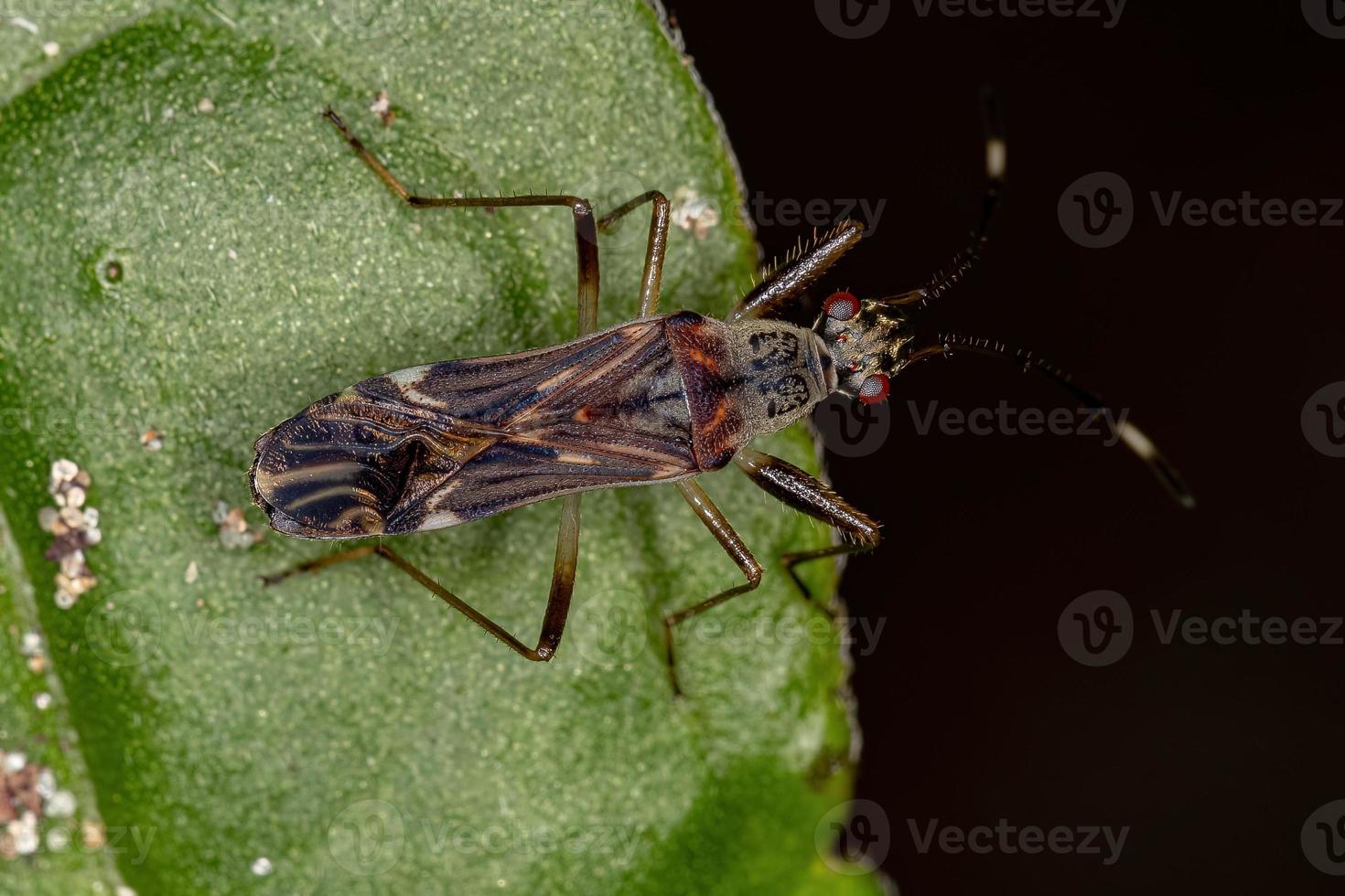 cimice del seme color sporco foto