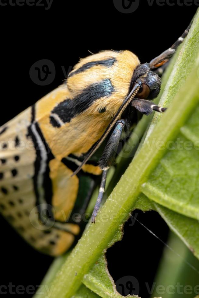 falena geroglifica gialla foto