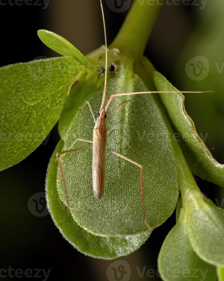 piccolo insetto vegetale su una foglia di portulaca foto