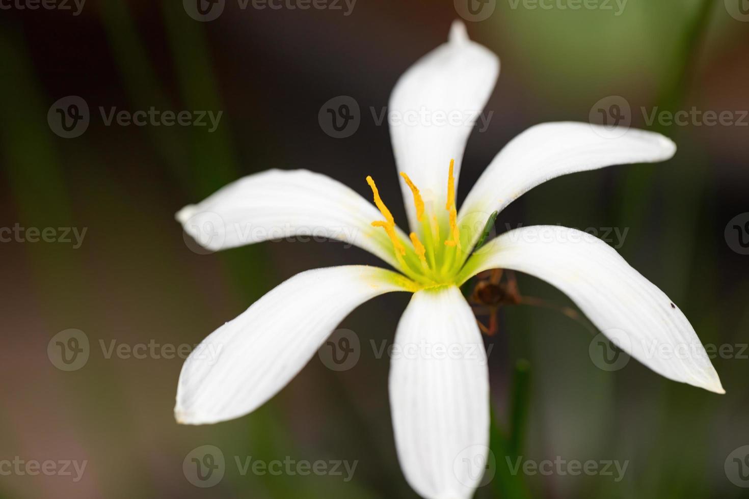 fiore di giglio bianco della pioggia foto