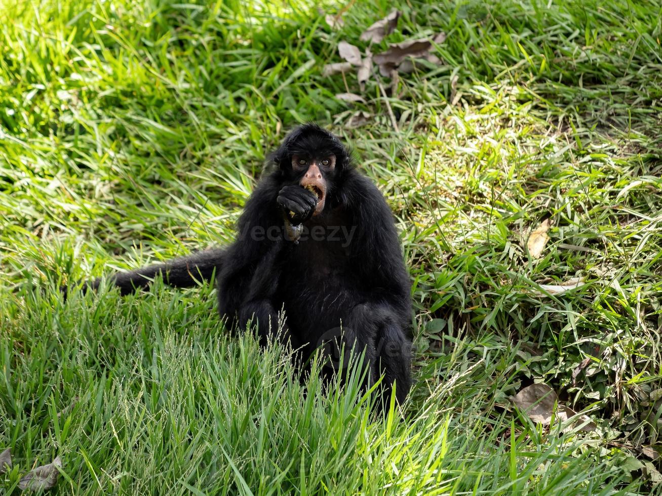 scimmia ragno nera dalla faccia nera foto