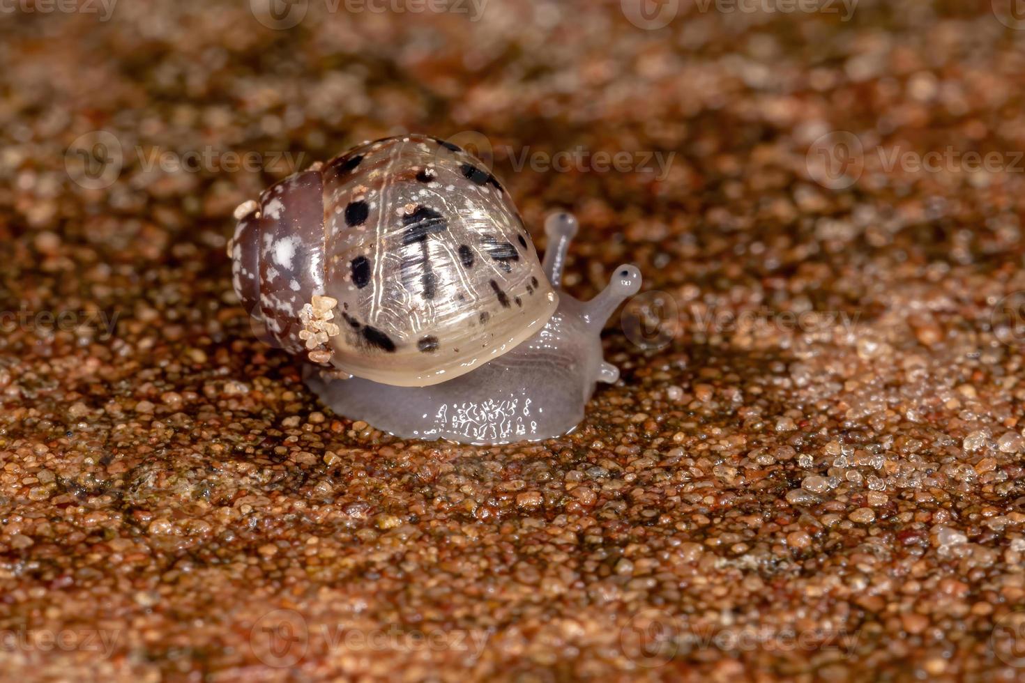 lumaca gigante africana foto