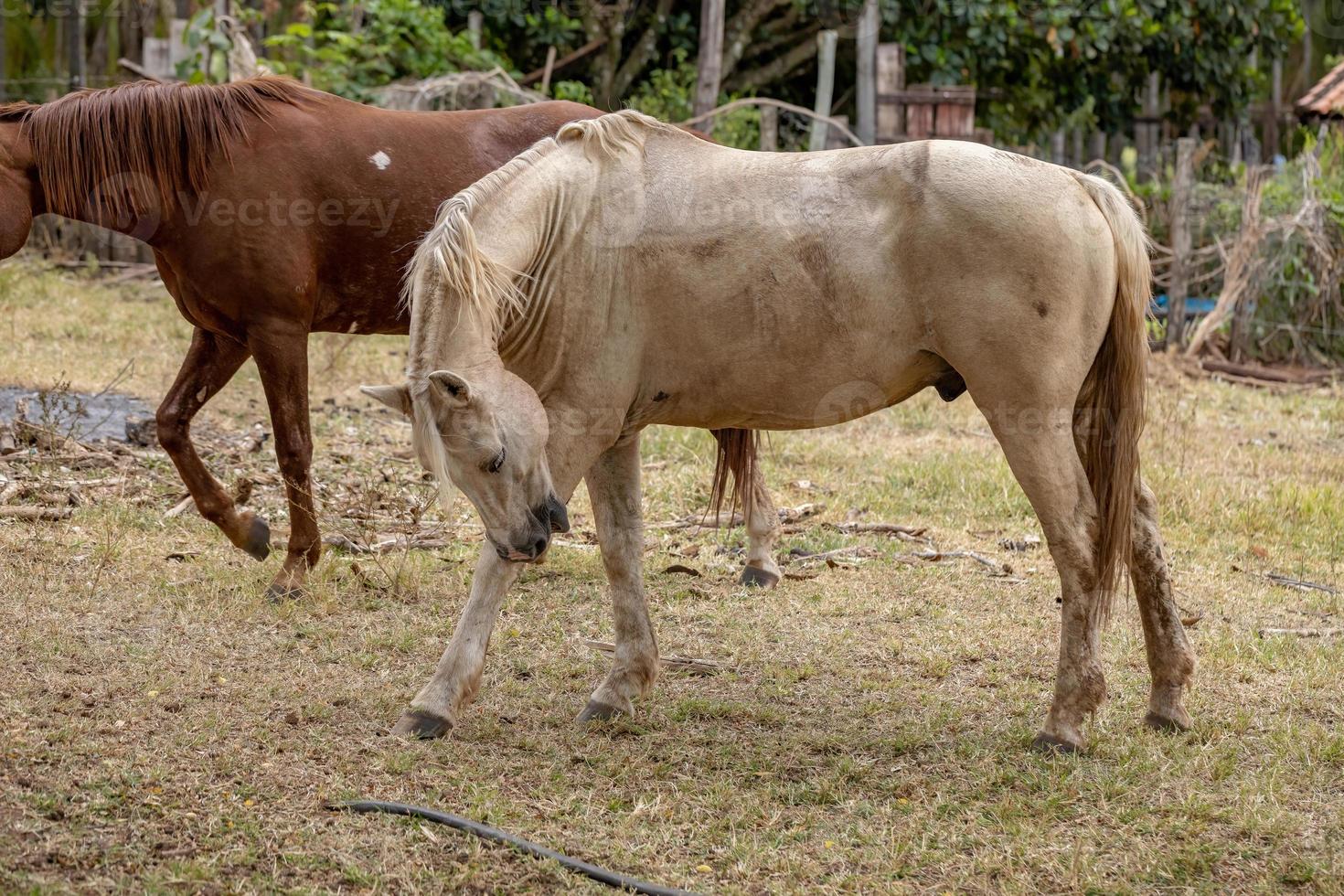 cavallo in una fattoria brasiliana foto