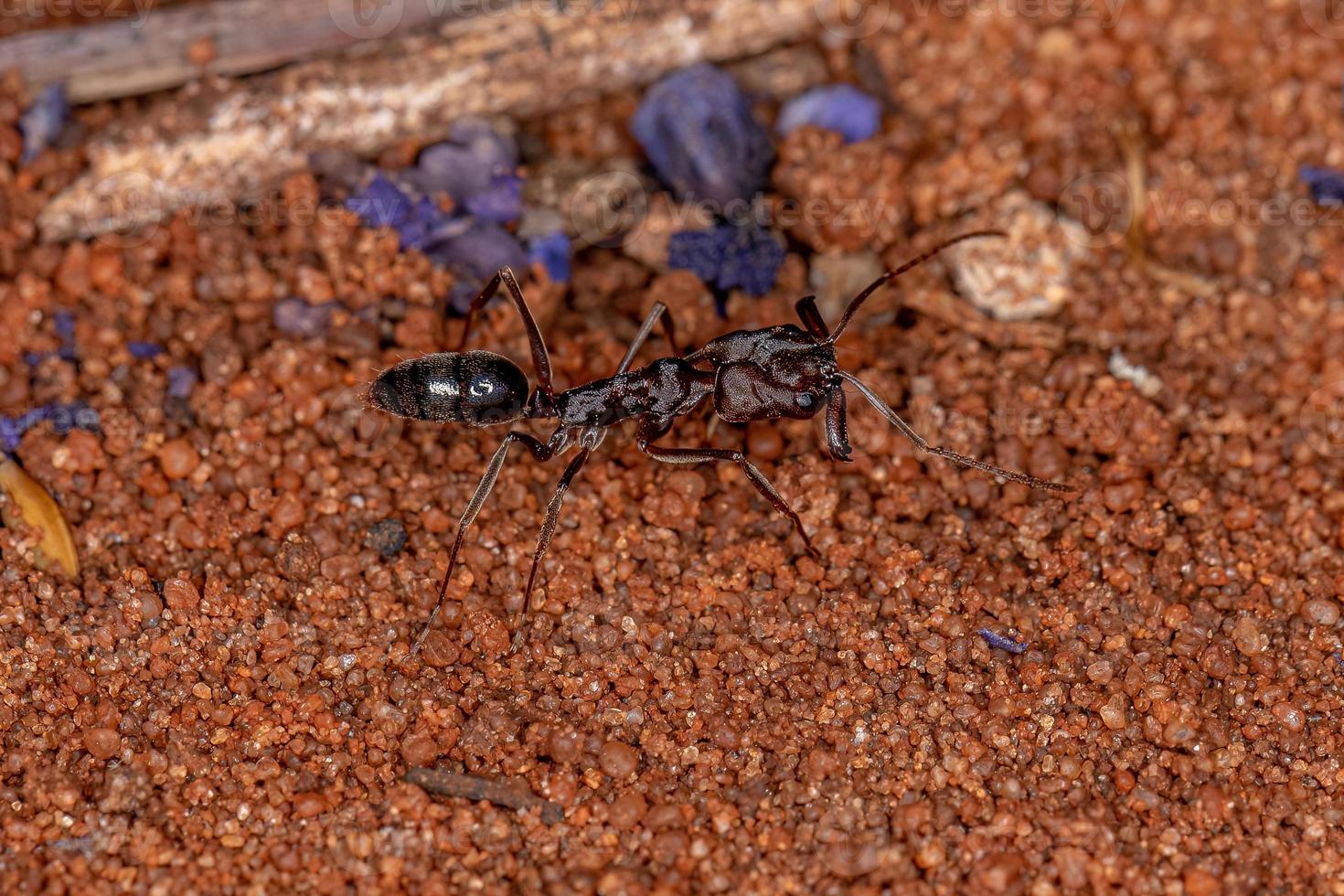 formica rossa adulta con la mascella trappola foto