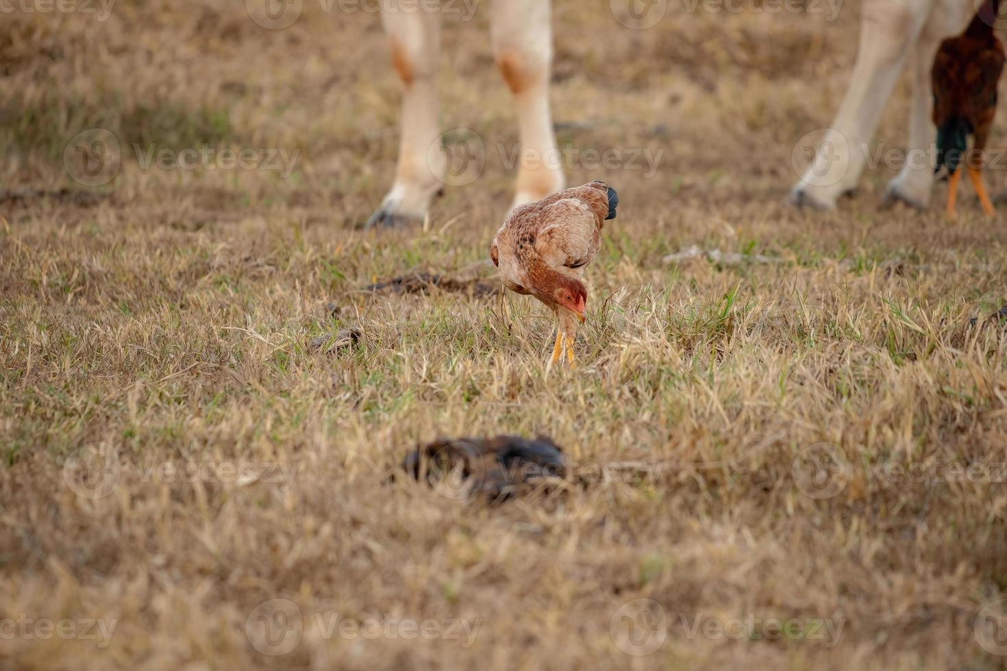 pollo animale domestico foto