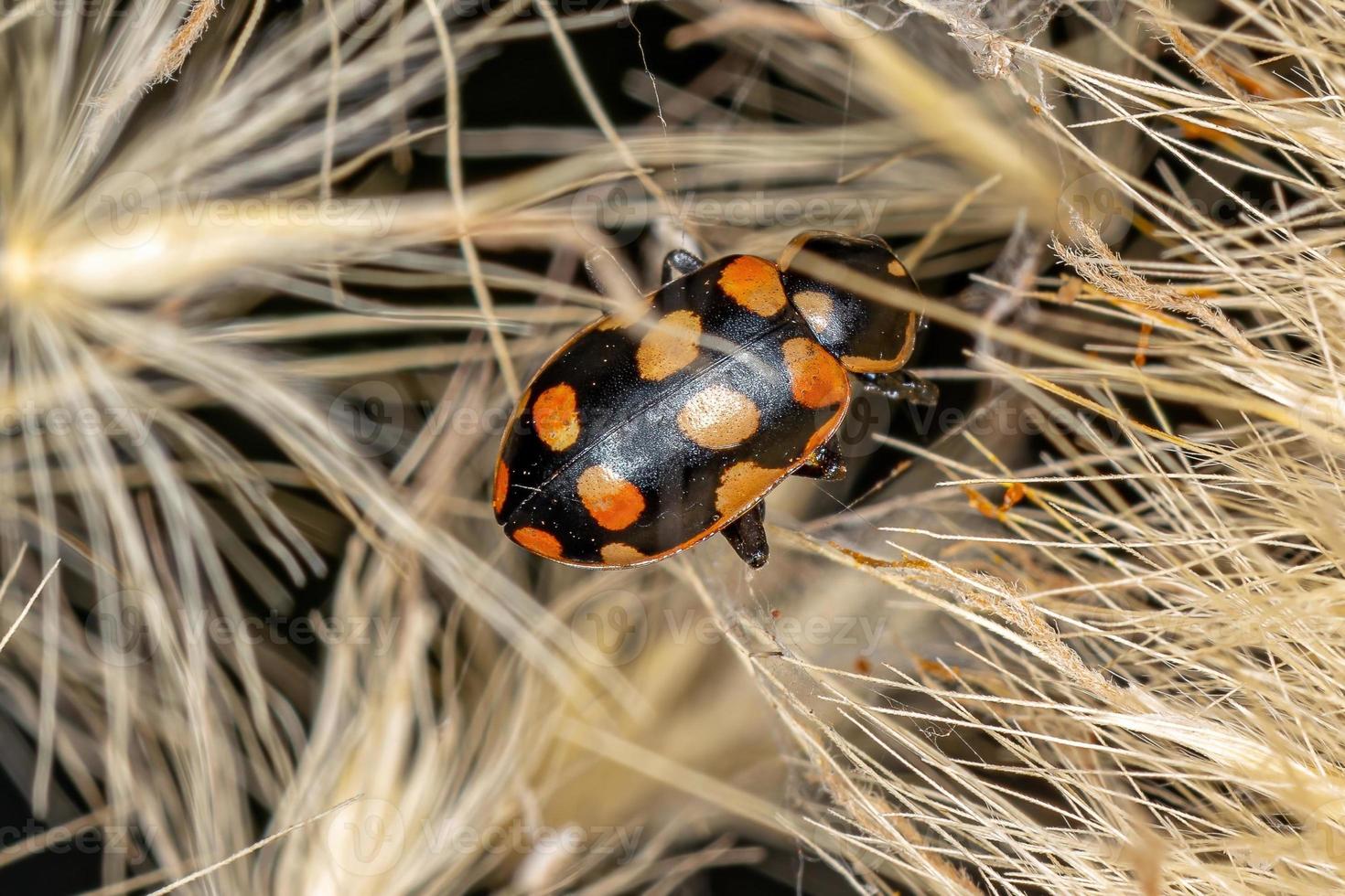 scarabeo adulto a macchie nere foto