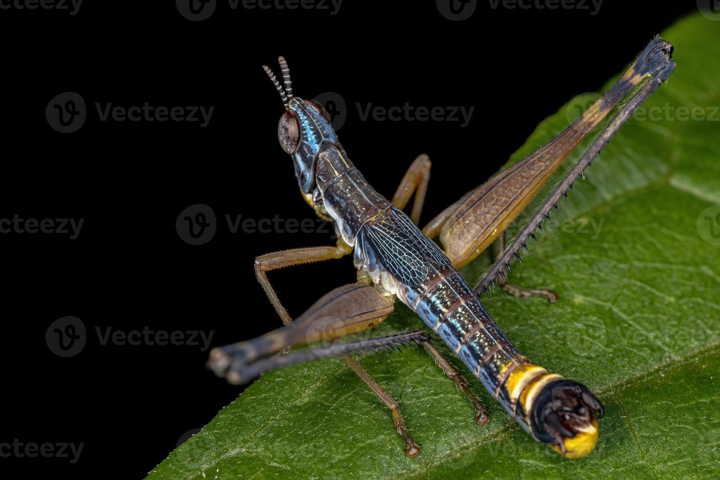 maschio scimmia cavalletta ninfa foto