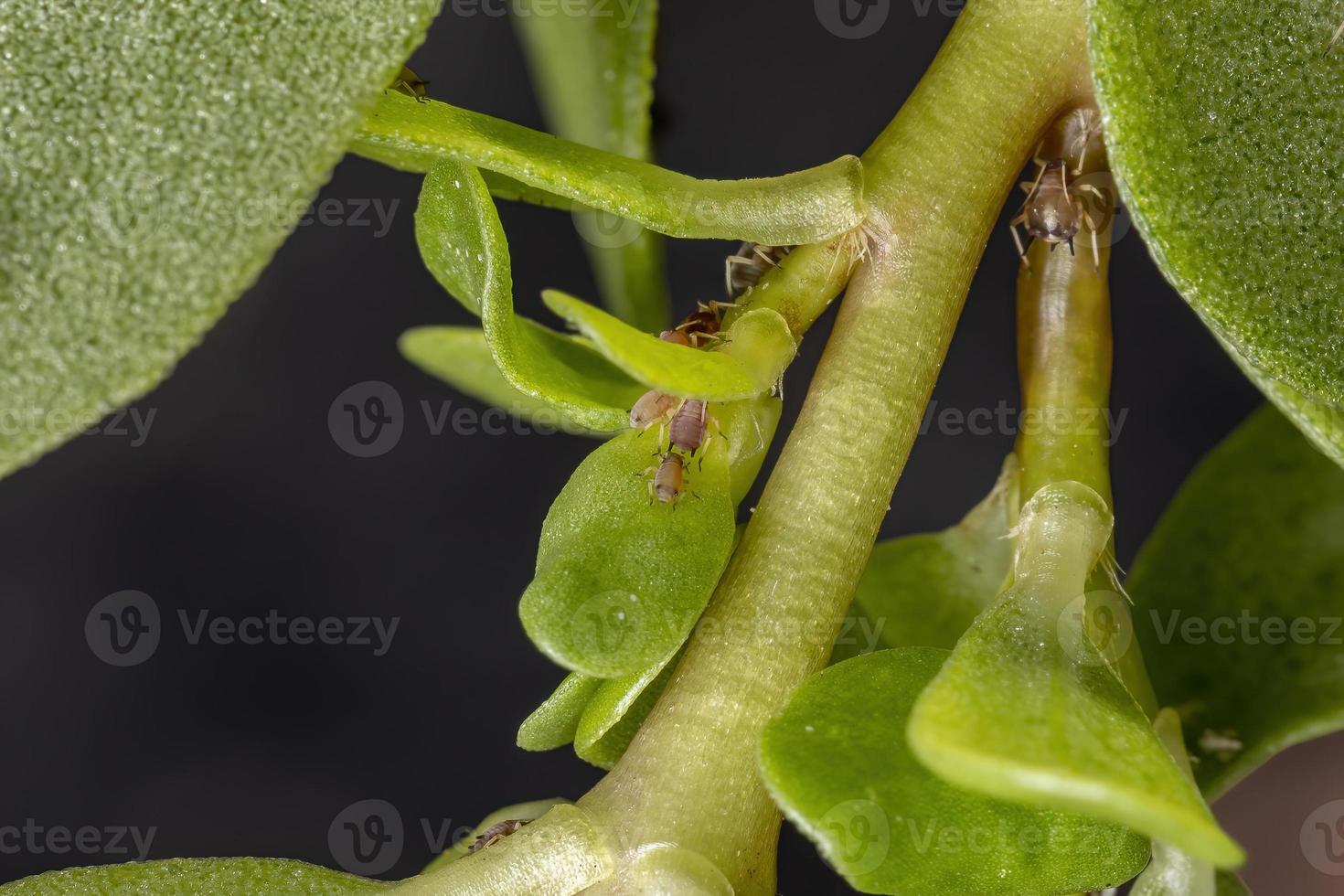 afidi marroni degli agrumi che mangiano una comune pianta di portulaca foto