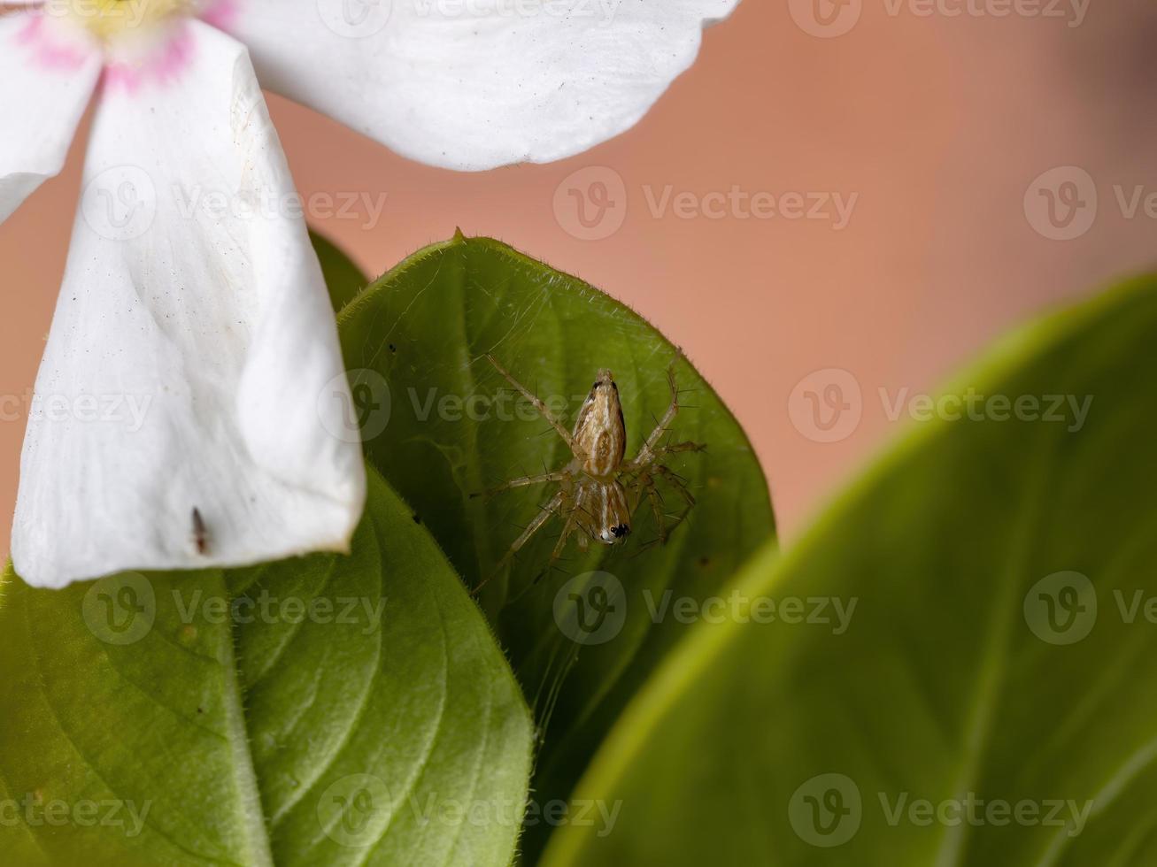 piccolo ragno lince foto