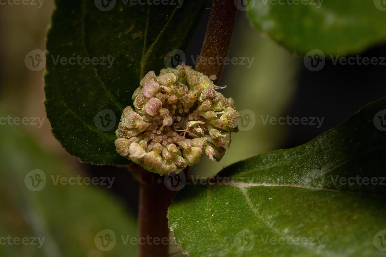 fiore di una pianta per l'asma foto