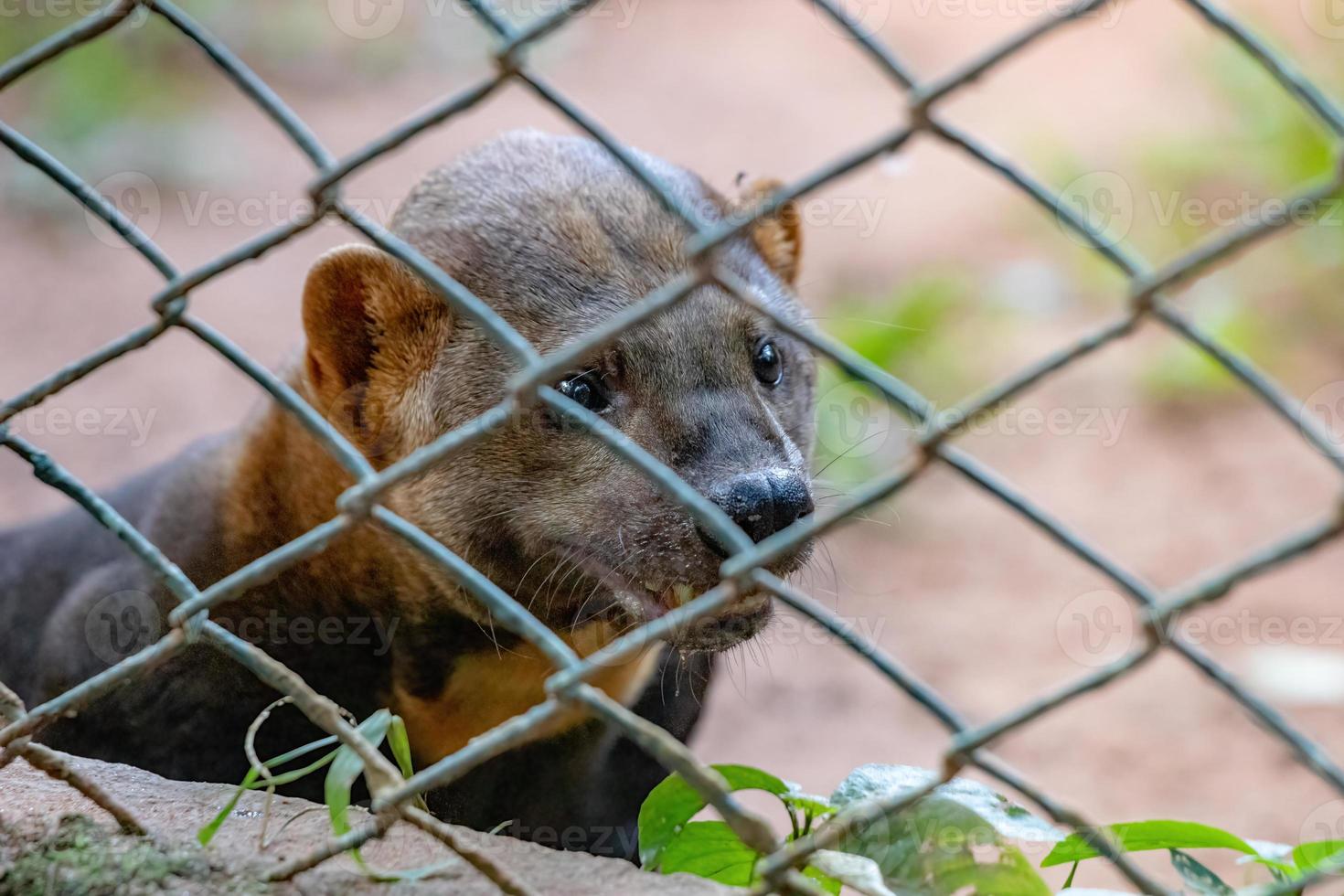 tayra animale selvatico foto