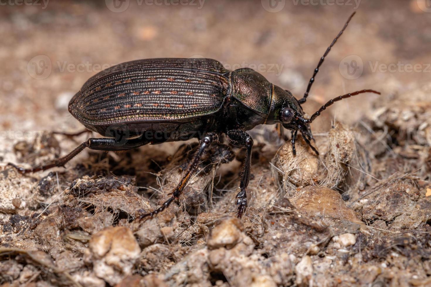 scarabeo cacciatore di bruco adulto foto