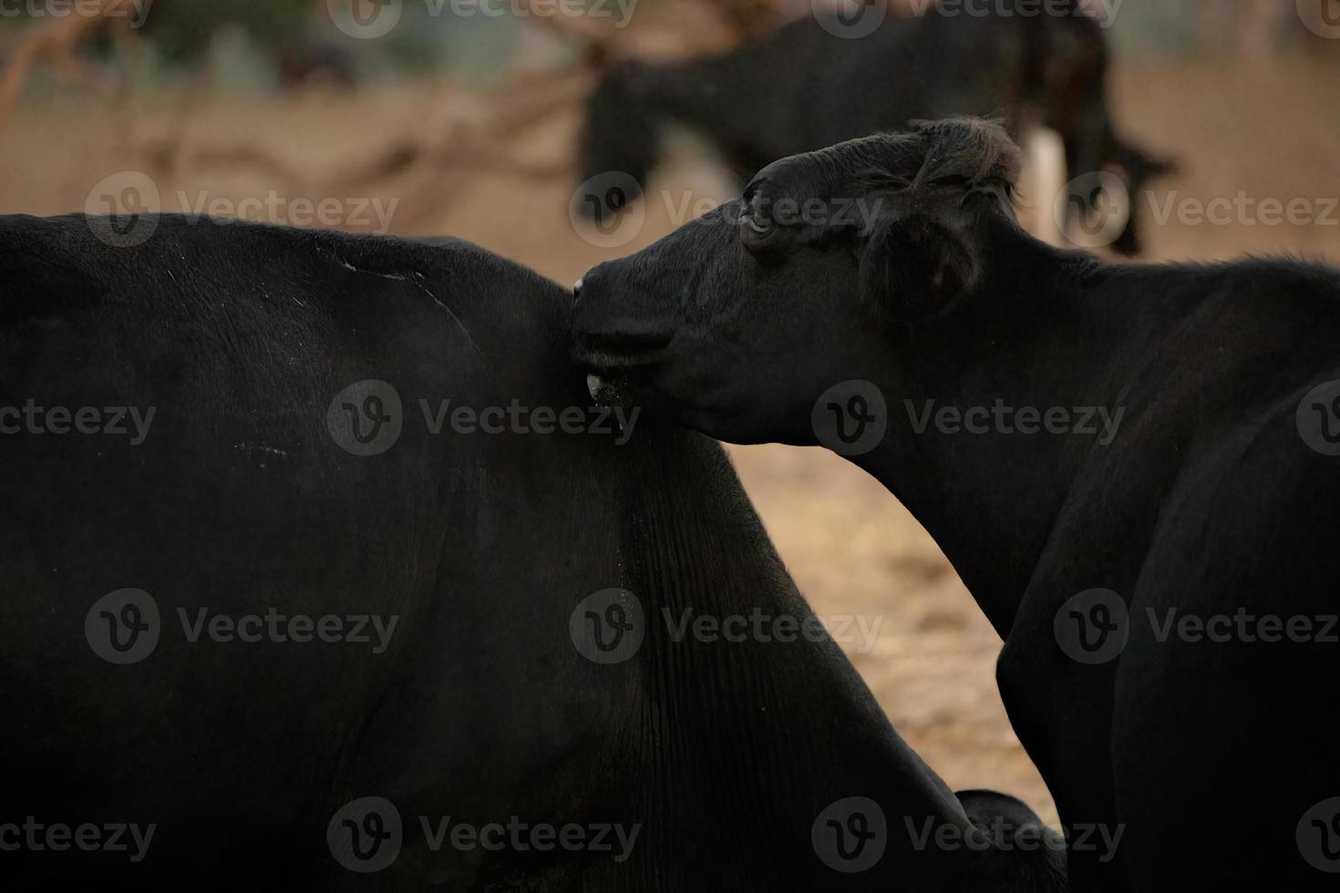 mucca adulta in una fattoria foto