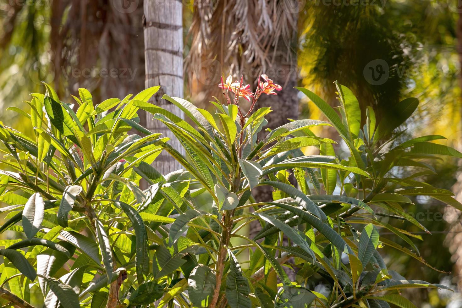 pianta di plumeria messicana foto