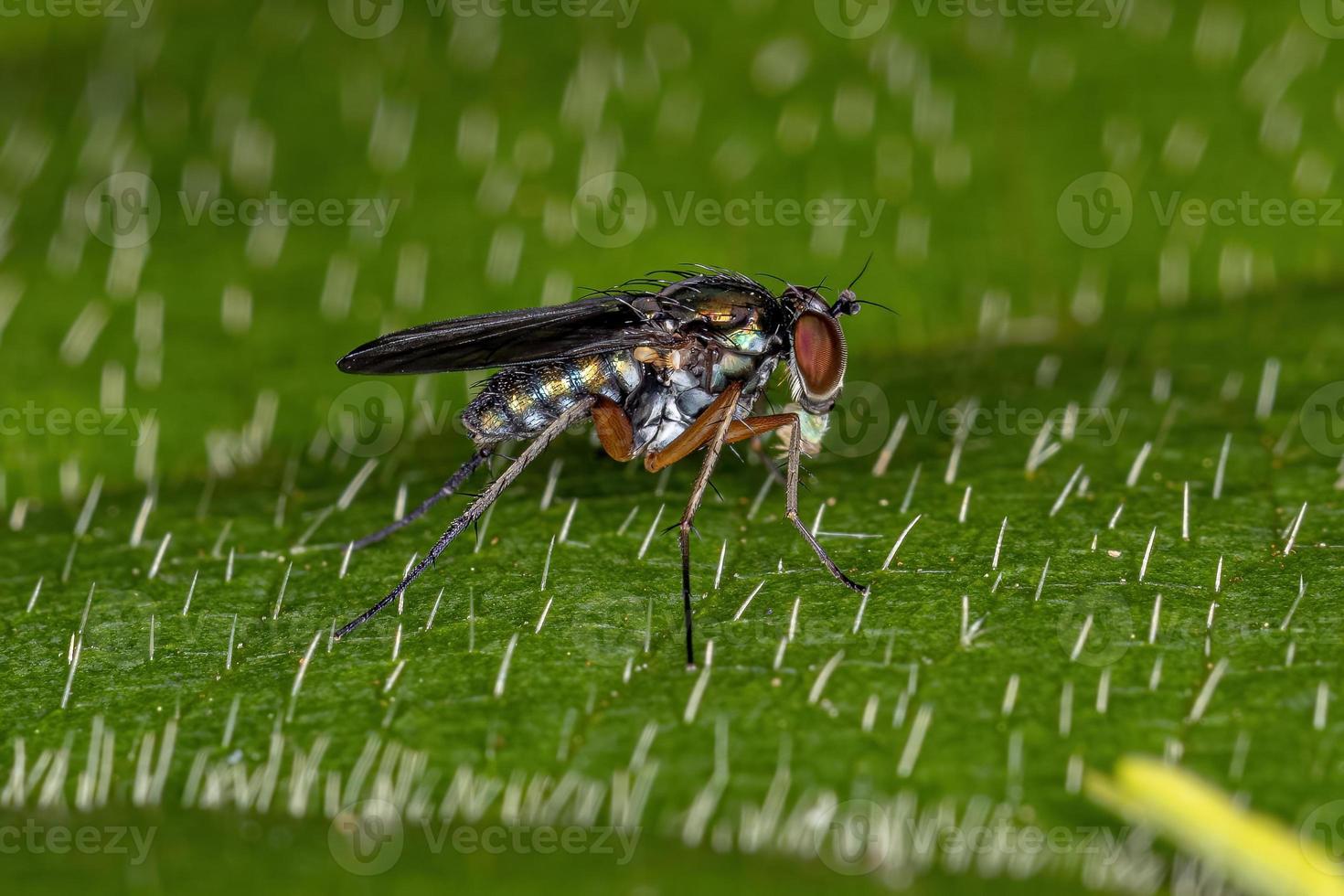 mosca adulta a zampe lunghe foto