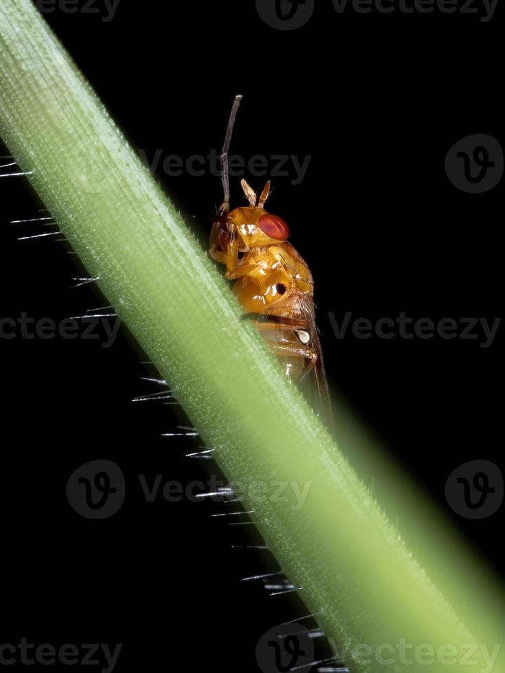 mosca lauxanide adulta foto