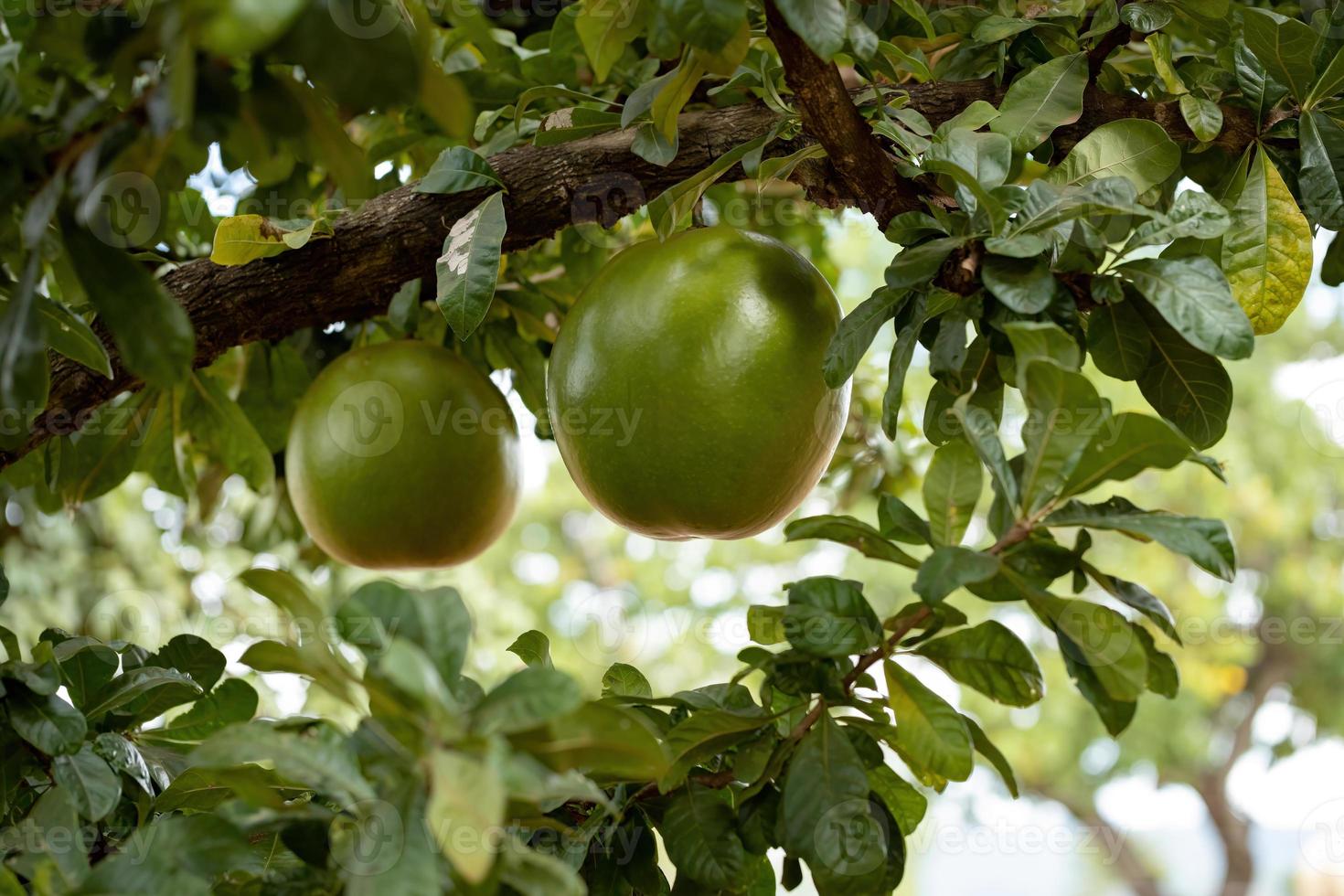 albero di zucca con messa a fuoco selettiva foto