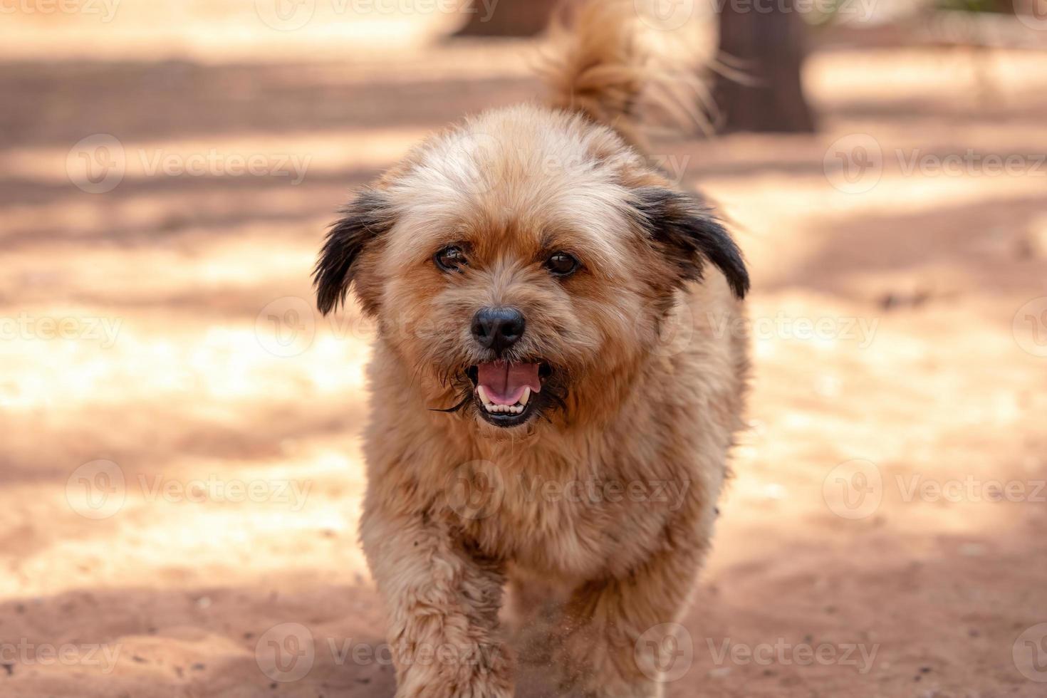 cane domestico con messa a fuoco selettiva foto