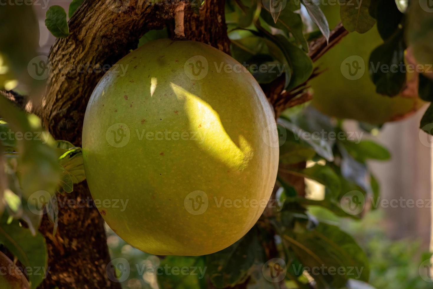 albero di zucca con messa a fuoco selettiva foto