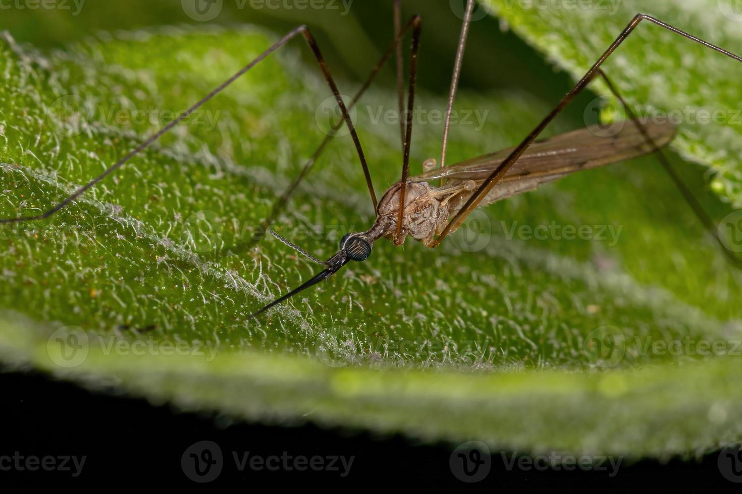 tipica mosca della gru foto