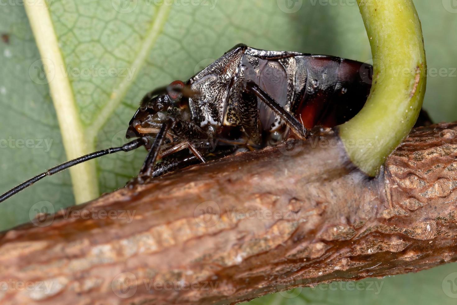 cimice puzzolente brasiliana foto