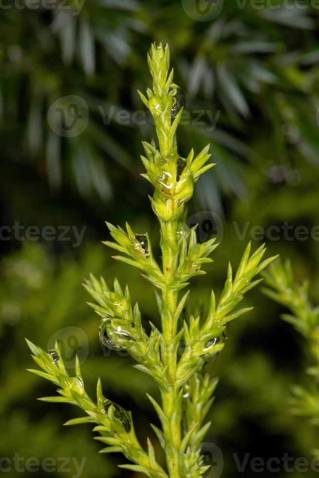 foglie di conifera verde foto