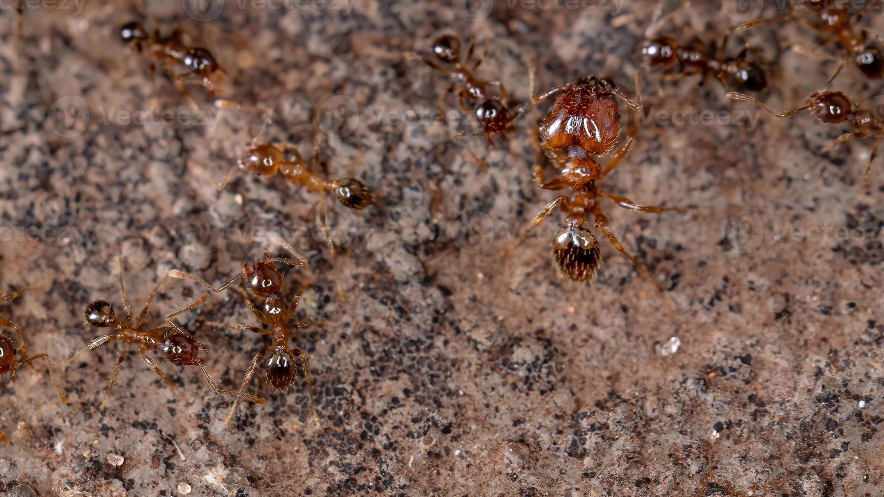 formiche dalla testa grossa foto