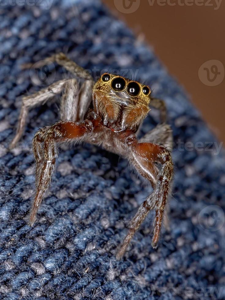 adanson house jumping spider foto