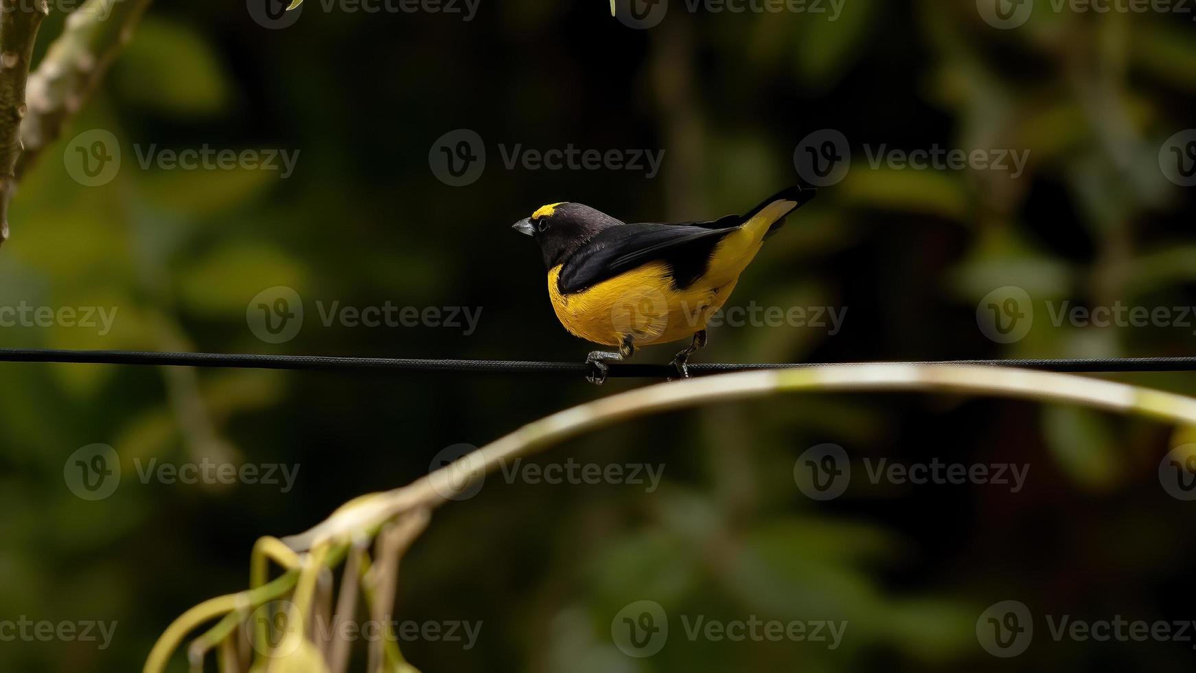 eufonia maschio gola viola foto