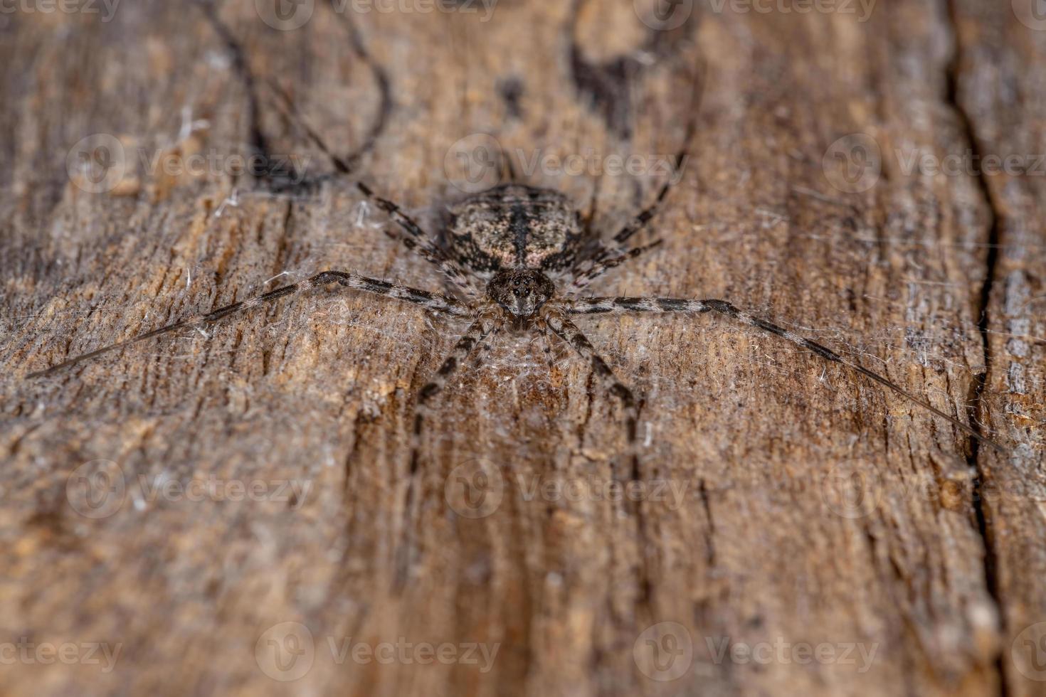 ragno lungo spinneret adulto foto