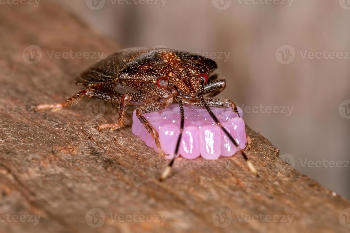 cimice puzzolente femmina adulta foto