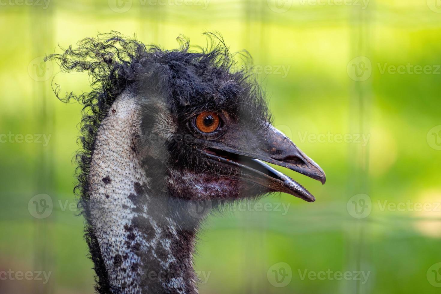 emu il secondo uccello vivente più grande foto