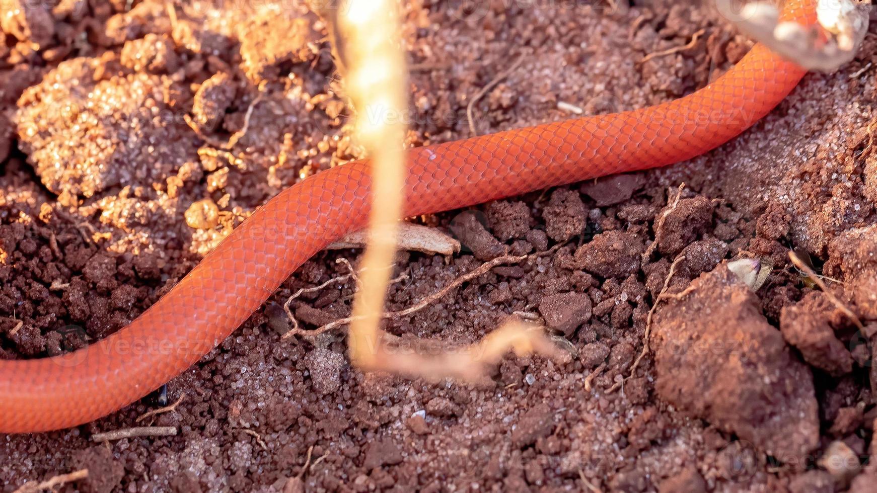 serpente scavatore di reinhardt foto