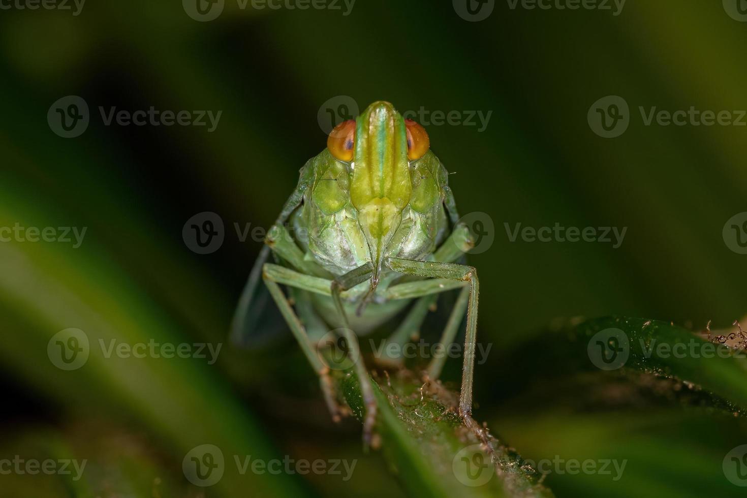 insetto adulto verde planthopper foto