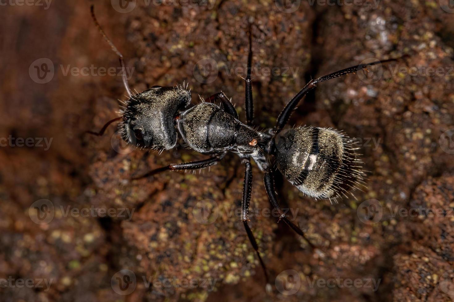 formica carpentiere femmina adulta foto