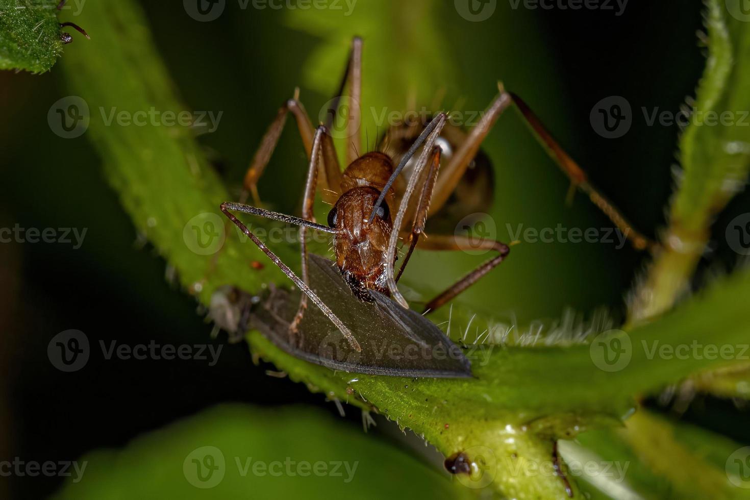 formica carpentiere femmina adulta foto