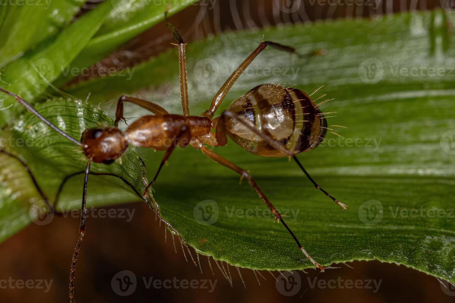 formica carpentiere femmina adulta foto