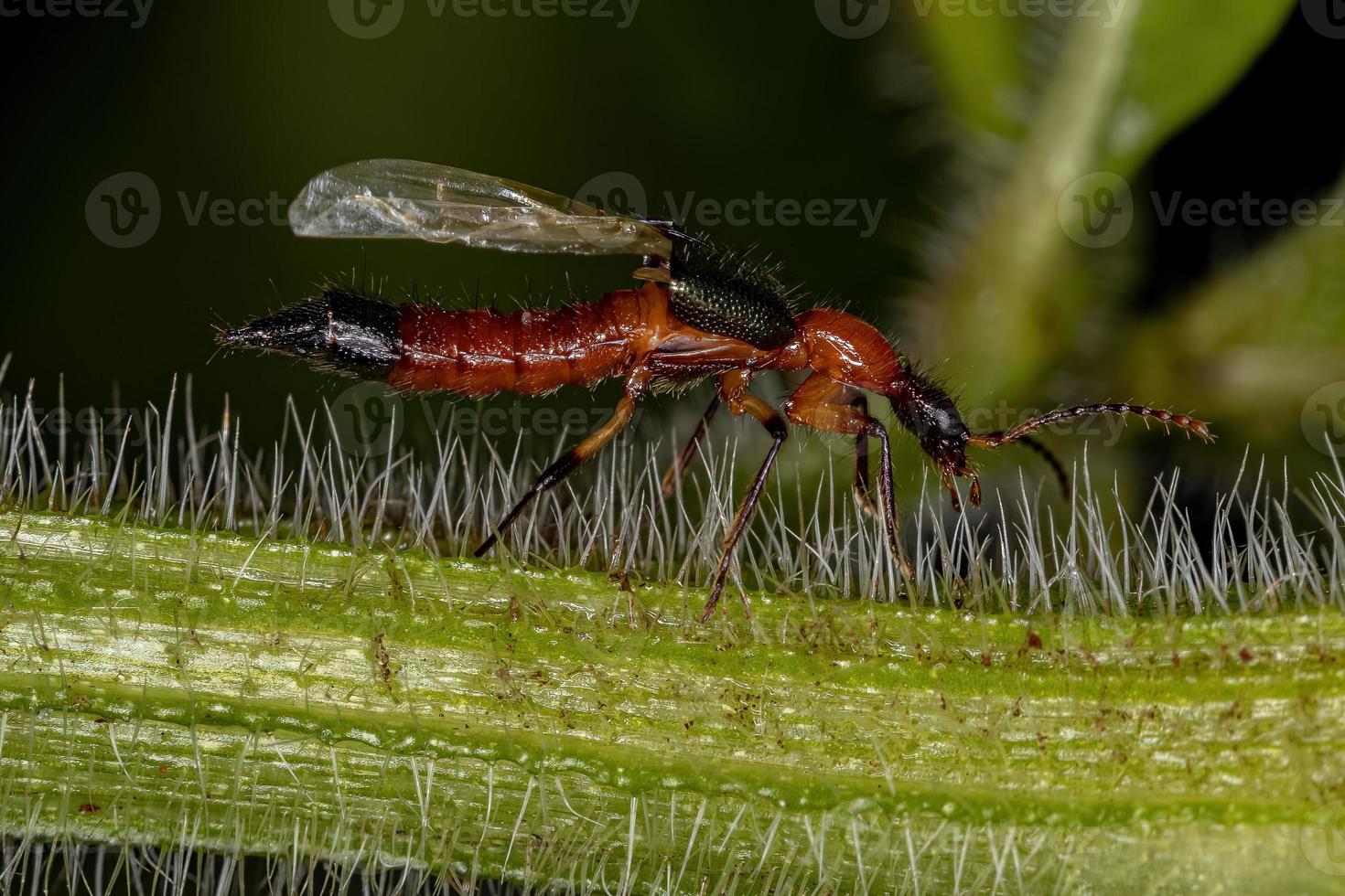 scarabeo da colpo di frusta adulto foto